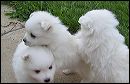 pups-5