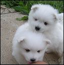 pups-6