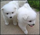 pups-7