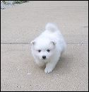 pups-8