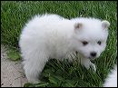 pups-9