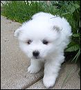 pups1