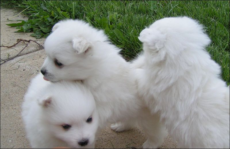 pups-5.jpg