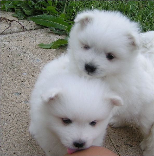 pups-6.jpg