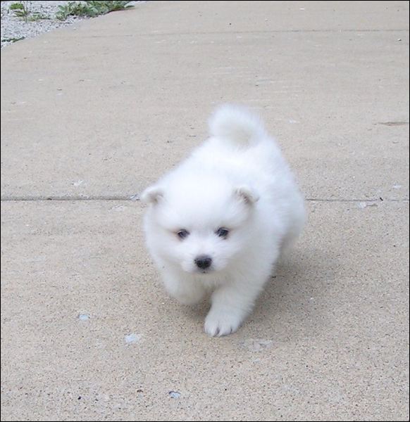 pups-8.jpg