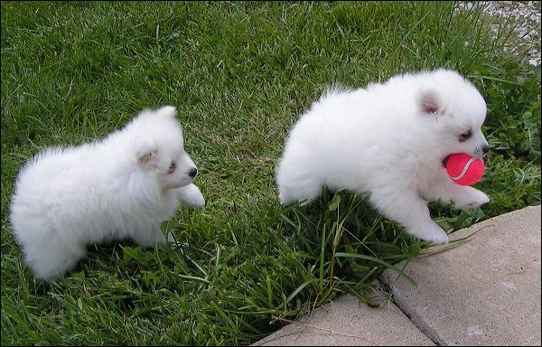 pups-1.jpg