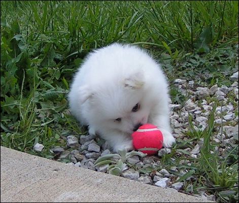 pups-2.jpg