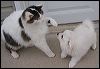 cleo and girl.JPG 