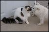 kiss the cat.JPG 