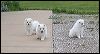 pups-1.JPG 