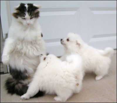 cat-go~1.jpg