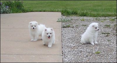 pups-1.jpg