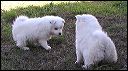 playing2