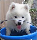 girl-swim in bucket.JPG 