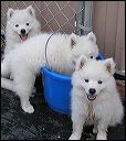 x-girls -2 in waterbucket.JPG 