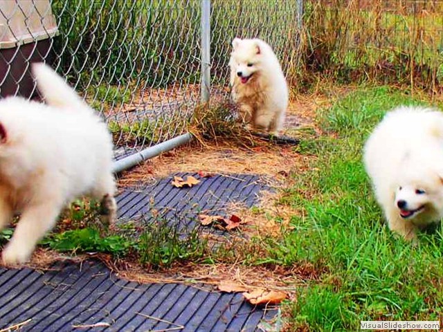 pups-1