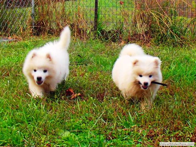 pups-2