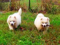 pups-2