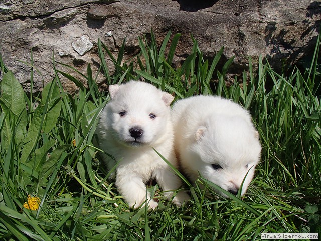 3wks-boys-1