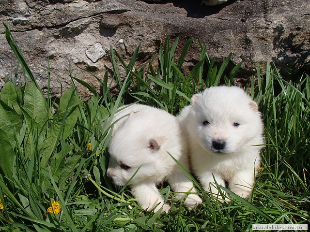 3wks-boys-2