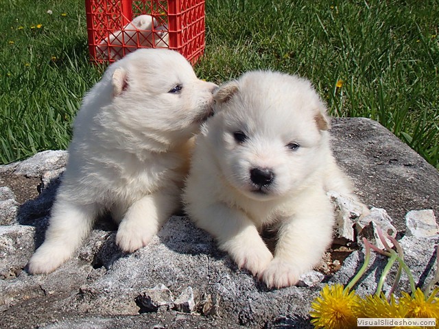 3wks-girls-2