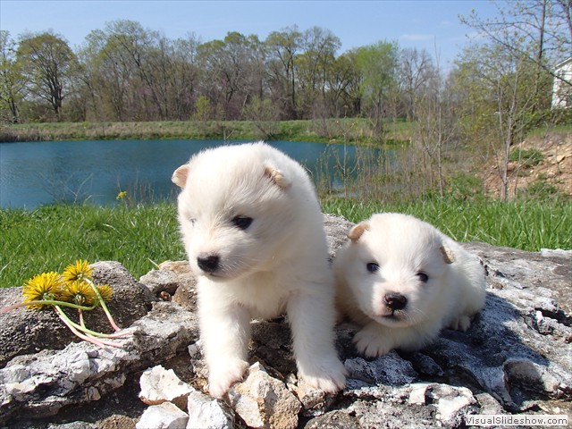 3wks-girls-3