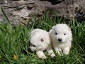 3wks-boys-2