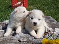 3wks-girls-2