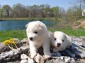 3wks-girls-3