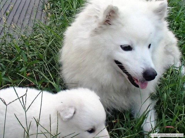 mom-pup-1