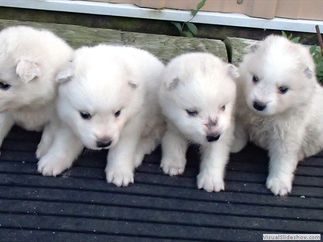 puppies-1