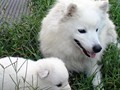 mom-pup-1
