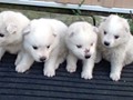 puppies-1