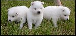 pups-1~1