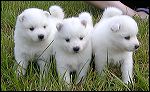 pups-2~1