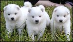 pups-3