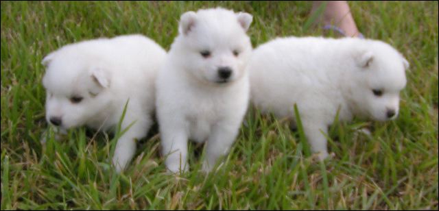 pups-1~1.jpg