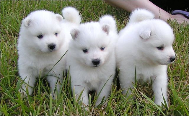 pups-2~1.jpg
