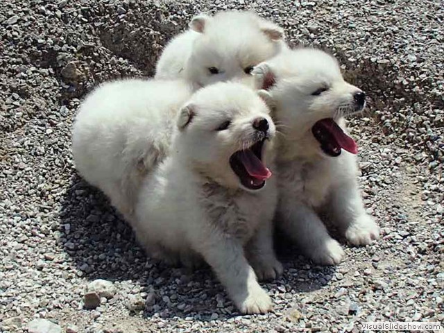 puppies-1