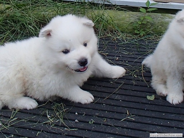 puppies-2