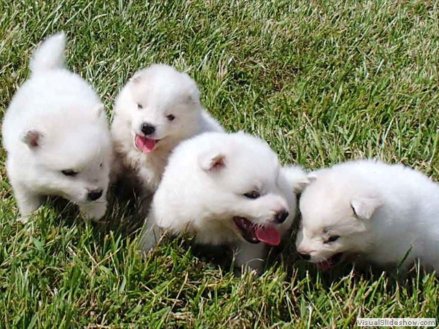 puppies-3
