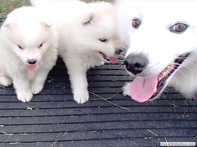 puppies-4
