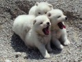 puppies-1