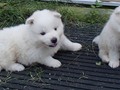 puppies-2