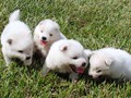 puppies-3