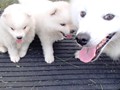 puppies-4