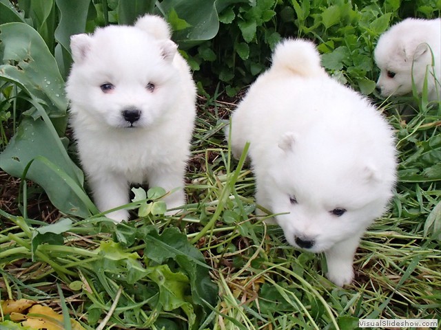 4wks-boys-1