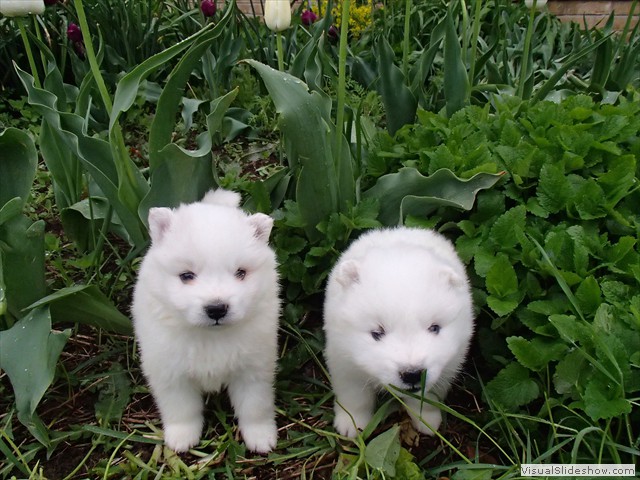 4wks-boys-2