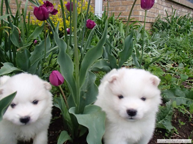 4wks-boys-8