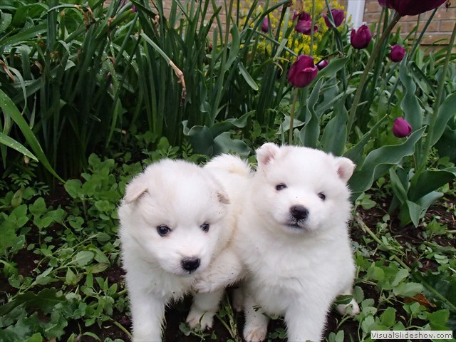 4wks-girls-1